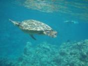 Snorkel with Green Sea Turtles