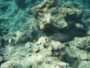 Snorkel with Moray Eels