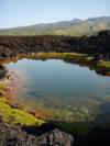 Anchialine Pond in Lava Field